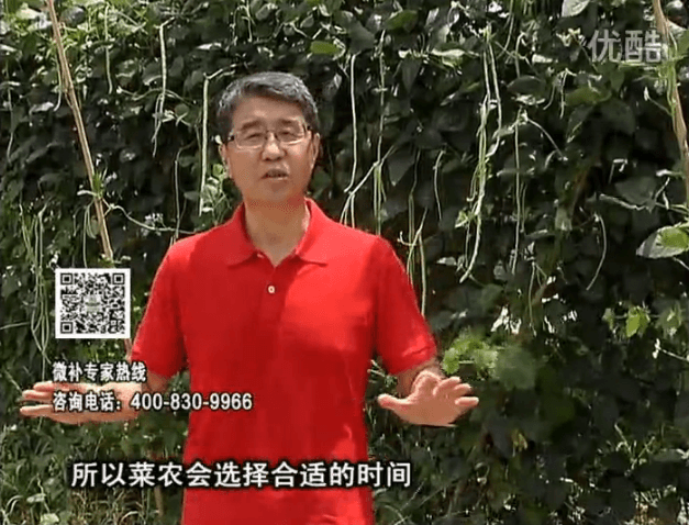 20160718珠江臺(tái)搖錢樹：瓜果蔬菜用微補(bǔ)水肥方案，結(jié)果多、有產(chǎn)量