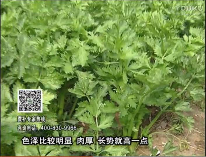 20170109珠江臺(tái)搖錢樹：葉菜如何種？長(zhǎng)勢(shì)好又高產(chǎn)！